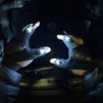 LEDIGLO25891__e58f6fff